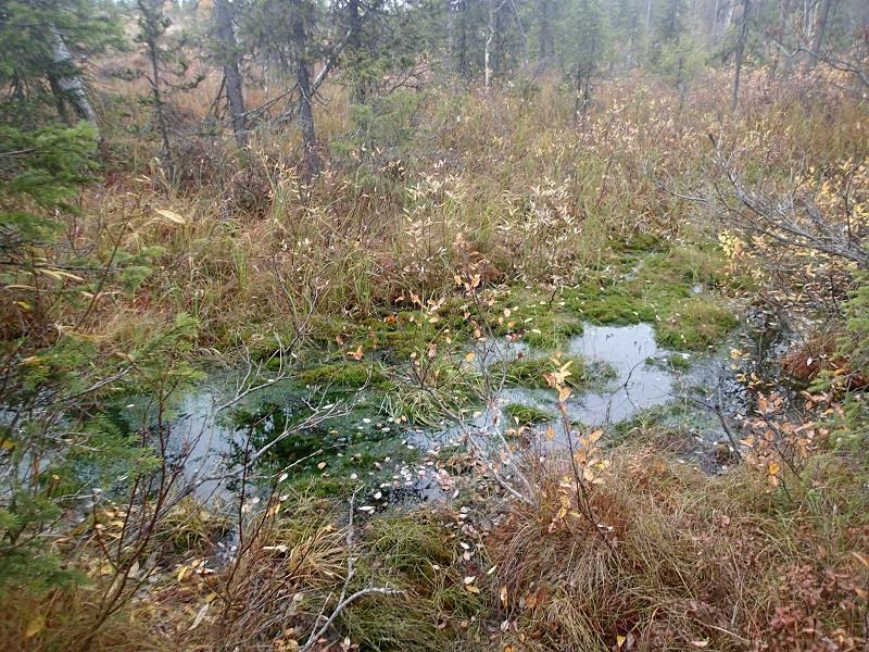Lähteen 589 osalta kartoituksissa ei ole merkintöjä erityisistä putkilokasveista tai sammalista.