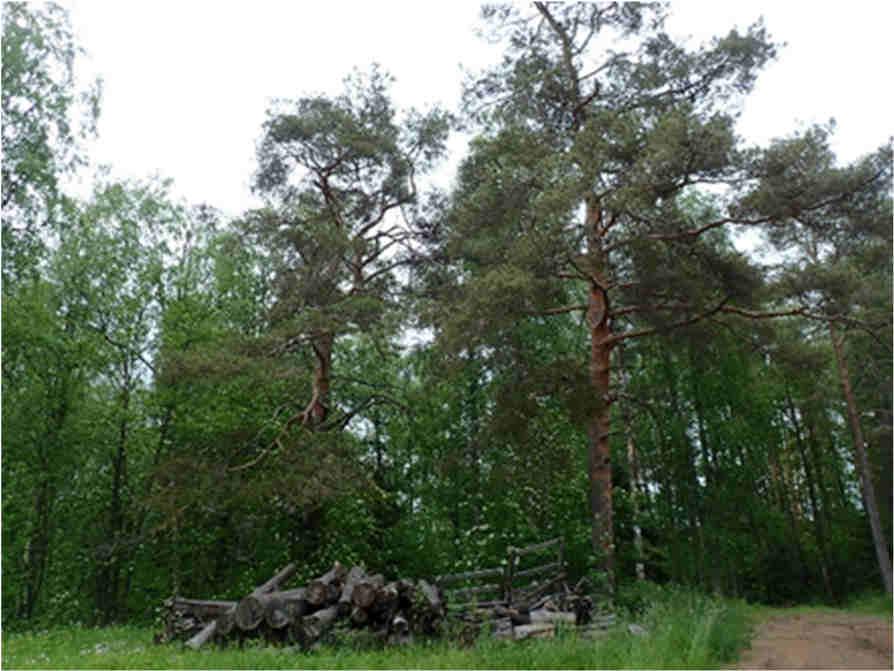 Metsäkuviolla on myös liito-oravan asuttama reviiri, jonka laajuus on syytä selvittää asianomaisena kartoitusajankohtana keväällä.