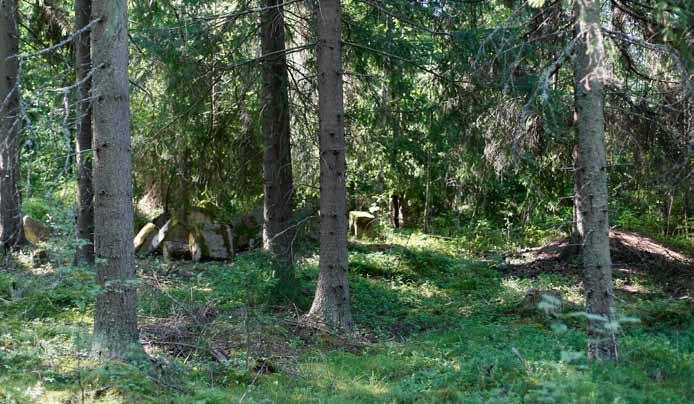 Liite 2. Kuviokohtaisia valokuvia. Kuvio 1.