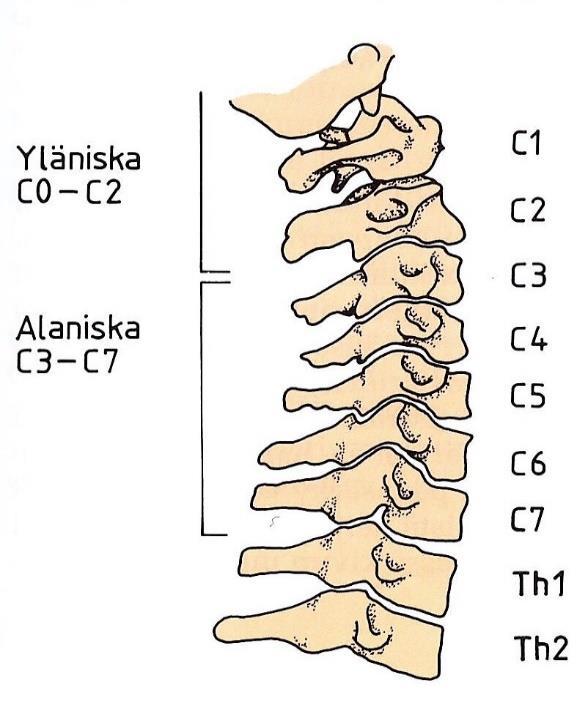 10 see kannattajanikaman etukaaren takana ja poikkiside (ligamentum transversum) tukee sitä. Kannattajanikaman takakaaren ja hampaan välille voi tulla 4 mm:n väli taivutettaessa ääriasennosta toiseen.
