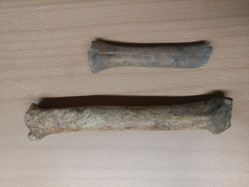 KOHTI NYKYAIKAA Niukkuuteen sopeutunut karjakanta piti puolensa ulkomailta tuotua karjaa vastaan aina 1800-luvulle saakka.