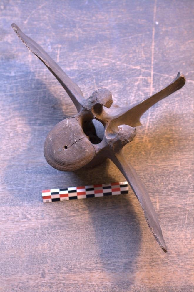 ARKEO-OSTEOLOGIA Vanhojen luiden tutkimista Tutkimusmateriaalina luut arkeologisilta kaivauksilta: