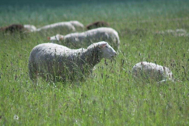 Karjaeläimet ja maanviljelys mullistivat ihmisyhteisöjen asuinpaikat,