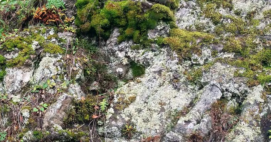 Suurimmalla osalla etäsuojeluun soveltuvista lajeista tavalliset suojelutoimenpiteet luonnossa eivät riitä.