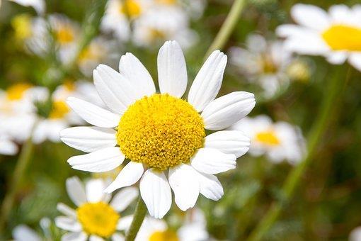 Jos sairastut kesän aikana Sinun ei tarvitse hakea virkavapaata sairauden vuoksi kesäkeskeytyksen aikana. Silloin myöskään palkallisen sairausloman päivät eivät kulu.