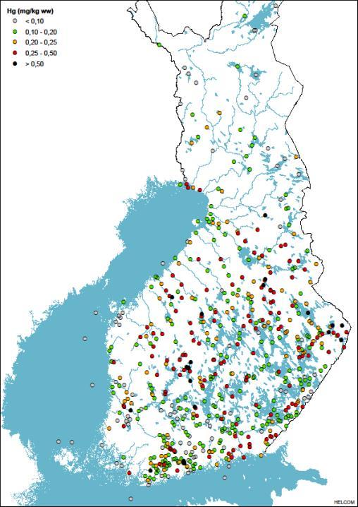 Elohopea ahvenissa 2010-2016 Elohopeapitoisuus ylittää