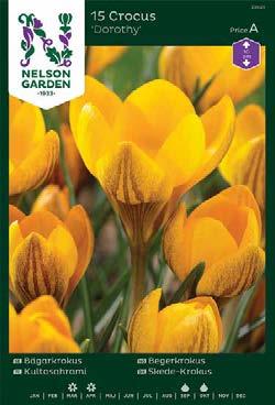 Exotic Garden syysluettelo 2018 Crocus Sahramit eli krookukset ovat matalia ja kauniita.