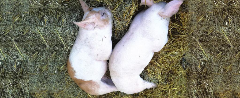 MAASEUTUYRITTÄJÄ Maatalousalan perustutkinto Maaseutuyrittäjänä hoidat omistamaasi tai vuokraamaasi maatilaa, johon voi kuulua pellon lisäksi kotieläimiä ja metsää.