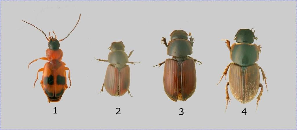Kuva. Reipin kovakuoriaisia: 1. lehtoloimukiitäjäinen (Badister lacertosus), 2. kangaslantiainen (A. fasciatus), 3. rusolantiainen (A. rufus), 4. syyslantiainen (A. prodromus).