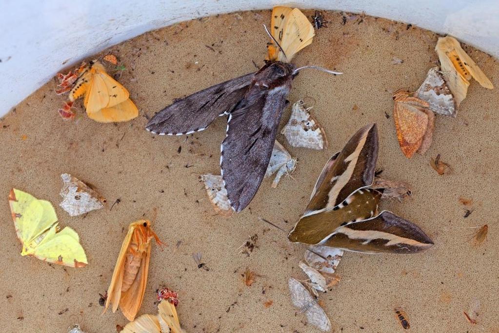 Kuva. Reipin valorysän perhosia kesäkuussa 2017. Kuvan keskellä mäntykiitäjä (Sphinx pinastri) ja matarakiitäjä (Hyles gallii).