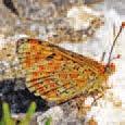 Kiehtova perhosmatka päiväperhoset on erikseen merkitty ja ulottuu Manner-Euroopasta Atlantin ja Välimeren saarille, suomalainen nimistö on osittain uudistettu.