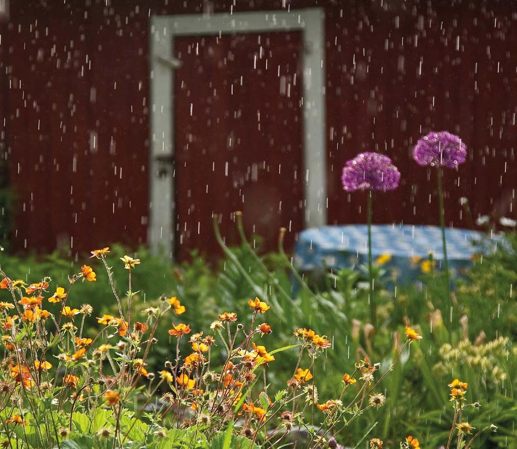 Valtakunnallinen päiväperhosseuranta 2012 Kimmo Saarinen JUHA JANTUNEN Kesän 2012 yleisilme oli tämä: enemmän sadetta, vähemmän perhosia.