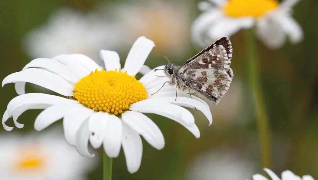 Tummakirjosiivelle (Pyrgus alveus) vuosi 2012 oli perhoskesän tasoon nähden toiseksi paras kahteen vuosikymmeneen.