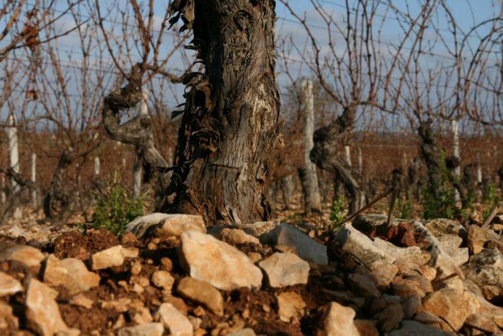 Vuonna 2004 tämä nuori artesaani o% kontolleen suvun viinitarhat, jotka sijaitsevat Cahorsin alueen korkeimmilla huipuilla, siellä mistä Malbecrypäleen historia alkaa.