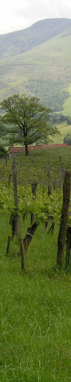 Domaine de Souch, Laroin länsirannalla), sen kalkkikivisestä maaperästä ja yleensäkin terveen luonnon posi$ivisesta vaikutuksesta viinin luonteeseen.