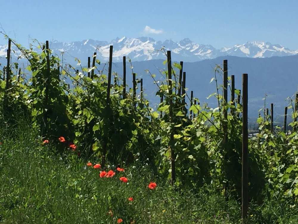 Savoie ja Bugey Muodostaa hyvän vastaparin maalais-reblochonille, paikalliselle pehmeän täyteläiselle ja rasvaiselle juustolle.