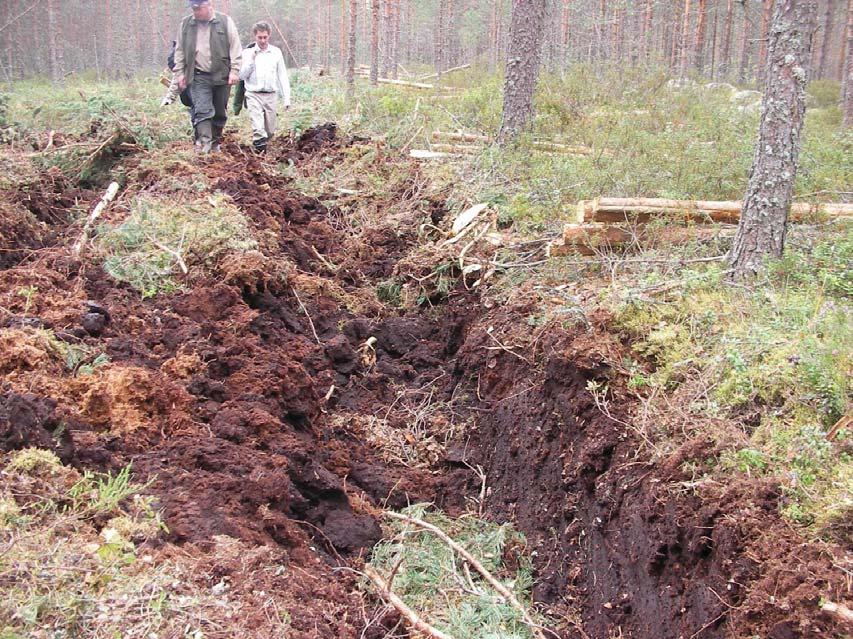 Korjuujäljen taloudellisten