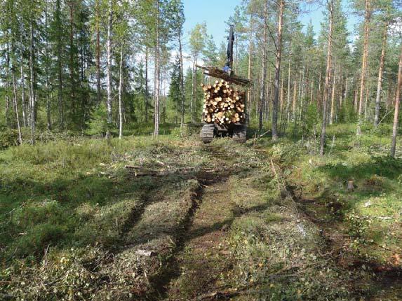 tietona ennen hakkuuta kesäkorjuun turvamaakohteilla Kalvo: Harri Lindeman/Luke Lindeman
