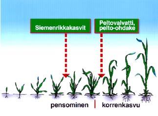 Useamman vuoden gramma-ainekäytön jälkeen, jotta vältyttäisiin