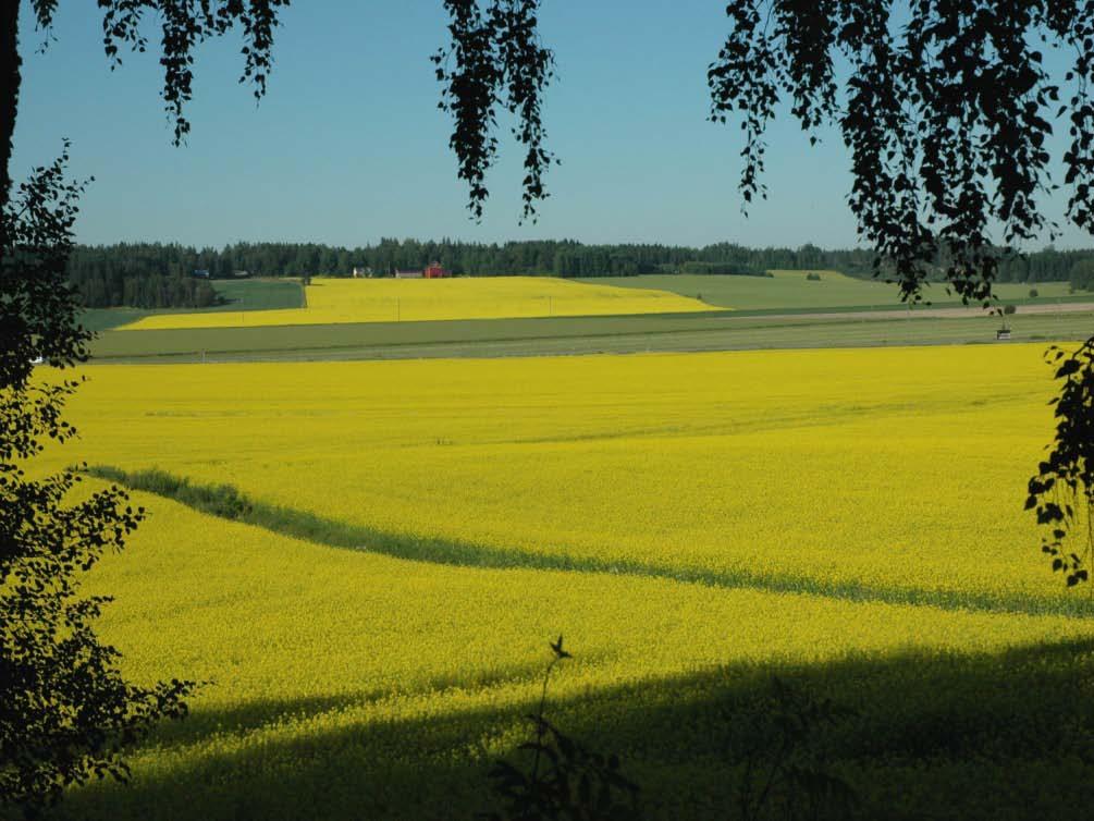 Rypsin ja rapsin kannattavuus on merkittävästi