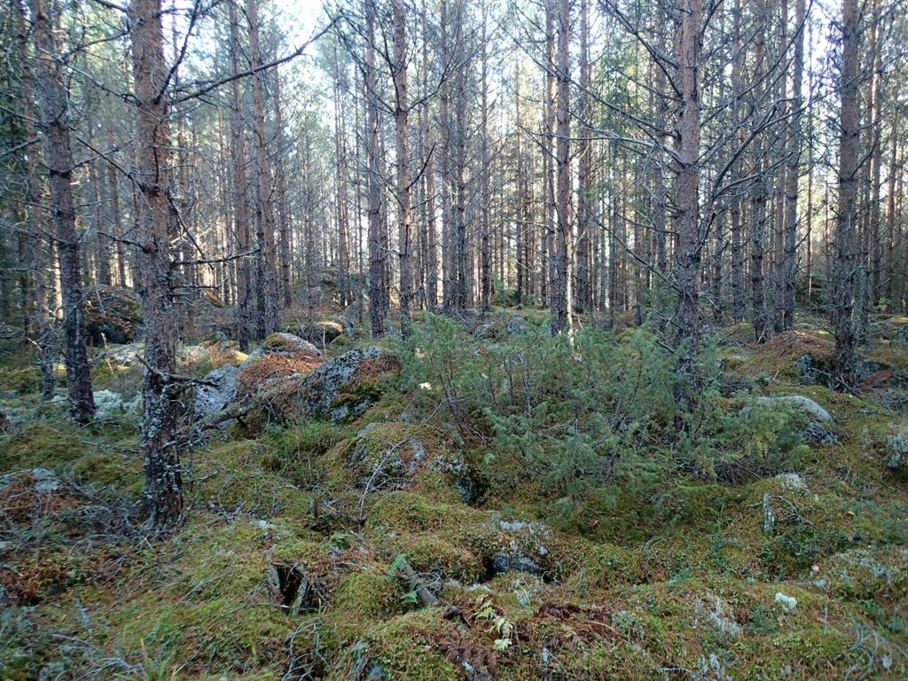 26 Maasto voimalan 17 paikalla on suurista kivistä muodostuvaa lohkareikkoa. Kuvattu kaakkoon.