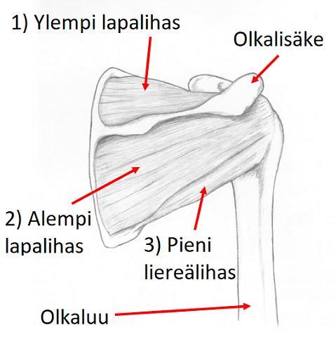 Olkapään rakenne ja toiminta Olkapää ja hartia koostuvat luista, nivelistä sekä pehmytkudoksista, kuten lihaksista, jänteistä ja nivelsiteistä. Olkanivel on tyypiltään pallonivel.