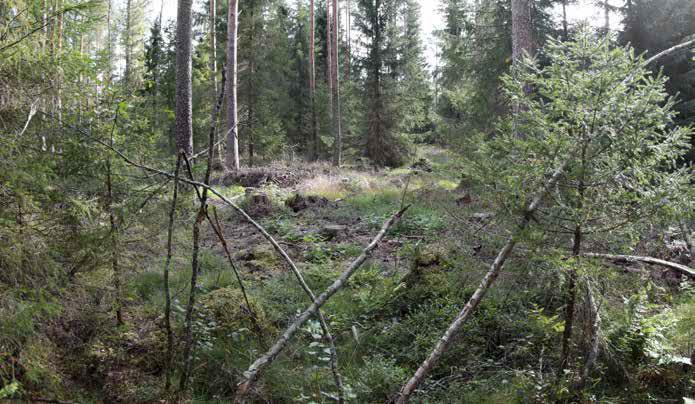 Aluskasvillisuudessa esiintyy yleisesti puolukkaa, mustikkaa, metsäimarretta, metsäalvejuurta, metsätähtimöä, jokapaikansaraa sekä peltovillakkoa.