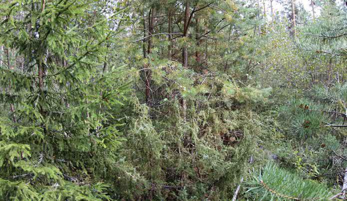 Myös oravanmarja, kevätpiippo, metsätähti, metsämaitikka, metsälauha, metsäalvejuuri, hietakastikka, maitohorsma sekä metsäkorte kasvavat alueella.