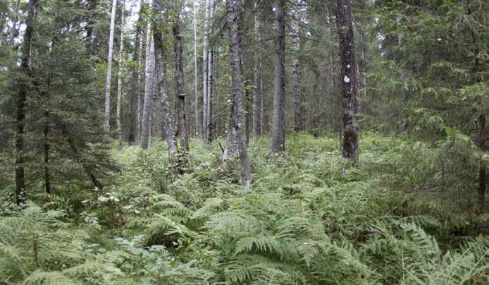 1. Isokorpi [NT] Kasvillisuuskuvaus: Noin 14 hehtaarin kuusivaltainen lehtojensuojeluohjelmaan kuuluva Natura 2000 -alue, jossa on järeän kuusikon sekapuina kookkaita haapoja ja hieskoivuja sekä