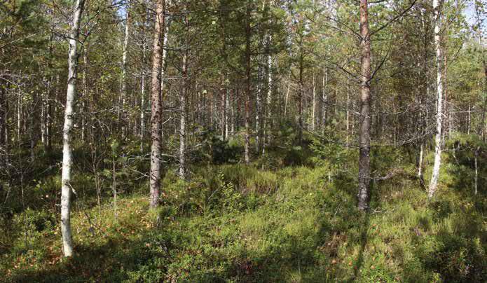 Aluskasvillisuudessa vallitsevina kasvavat puolukka ja mustikka.