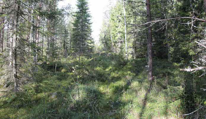 Aluskasvillisuudessa kasvaa mustikkaa, puolukkaa, kevätpiippoa, kultapiiskua, metsätähteä, vanamoa, oravanmarjaa, kanervaa, maitohorsmaa, metsälauhaa, nurmirölliä