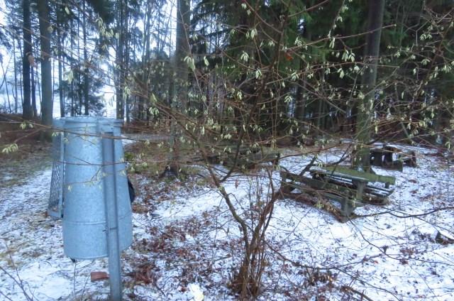 Istutettu pähkinäpensas kukkii joulukuussa ensilumen aikaan. Vieressä yksi Rajaniemen huonokuntoisista roska-astioista ja takana pöytä-penkkiyhdistelmiä. 1.