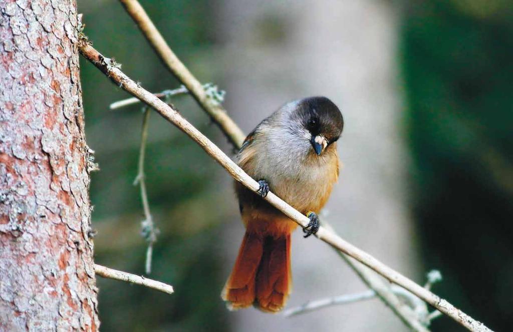 Metsänkäsittely kuukkelialueella Kuva: Ari Aalto Tämä ohje esittelee keinoja, joilla metsätalouden toimenpiteissä voidaan tukea kuukkelin elinvoimaisten reviirien säilymistä.