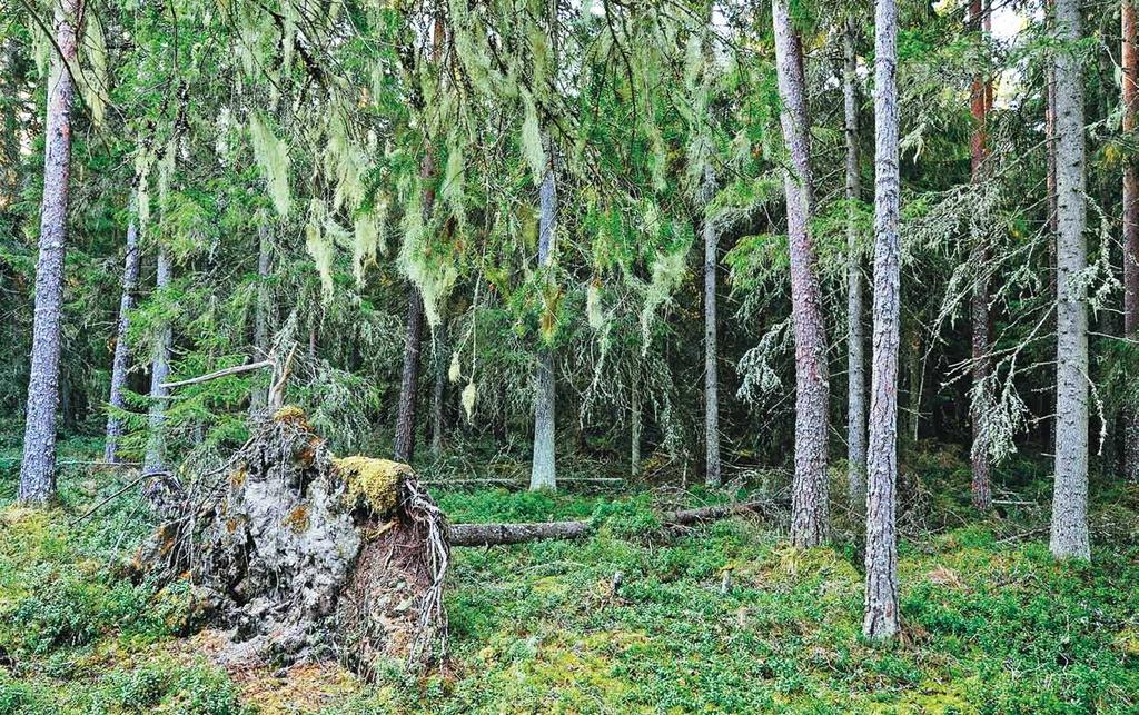 Kuukkelireviirin ydin on yleensä korpea tai osittain soistunutta kuusivaltaista metsää. Kuva: Bo-Göran Lillandt. Yllä: Kuukkelireviirin ydin täyttää usein METSOohjelman valintaperusteet.