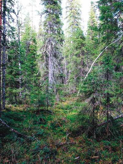 Kuukkelille tärkeitä ovat peitteiset, vähintään nuorta puustoa (läpimitta rinnankorkeudella yli 8 cm) kasvavat metsät, kuten: korvet, suonlaidat, soistumat ja kuusialikasvosta kasvavat turvekankaat