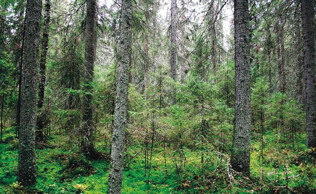 Kuukkelielinympäristön hoito Metsänomistajan kannattaa merkitä kuukkelireviirin ydinalueet omaan metsäsuunnitelmaansa.