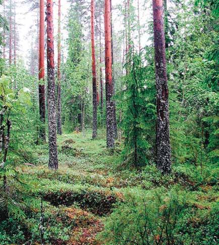 Metsän uudistaminen Kuukkelireviirin metsämaasta avoaluetta tai taimikoita saisi olla korkeintaan 15 %. Tämän toteutuminen edellyttää erityistä suunnittelua.