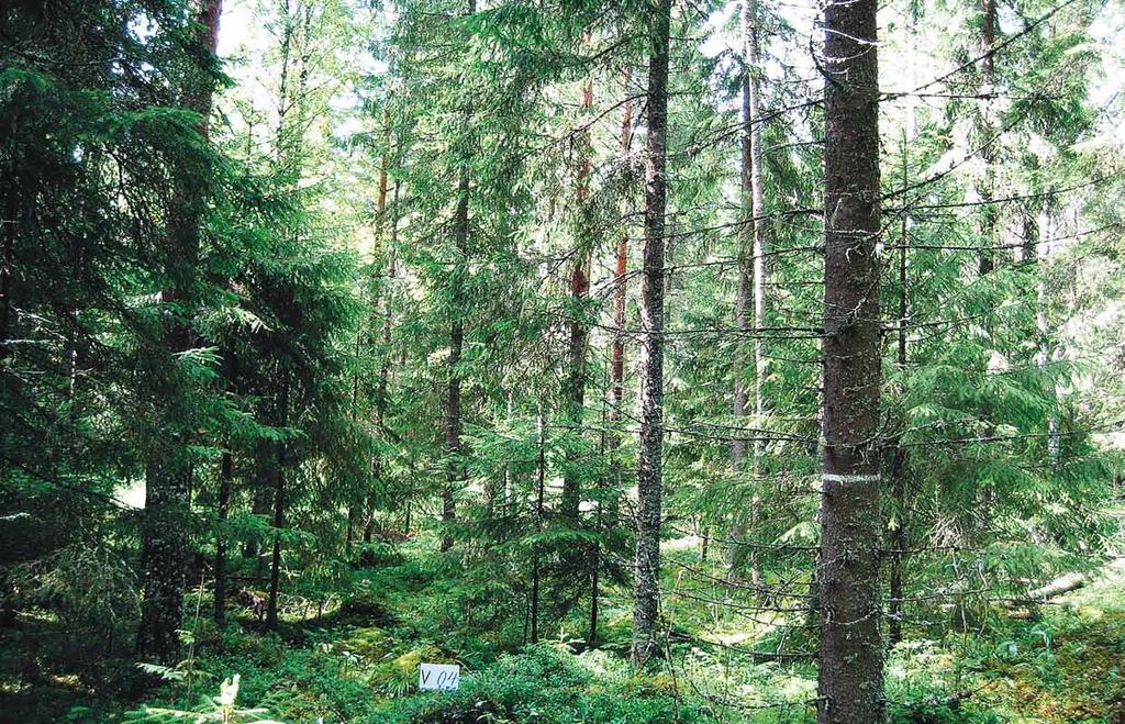 Erirakenteisena kasvatettua metsää, jossa puuston pohja-pinta-ala on 20m 2 /ha. Tämä riittää reviirin ydinalueen ulkopuolella säilyttämään metsän kuukkelille kelvollisena. Kuva: Olavi Laiho.