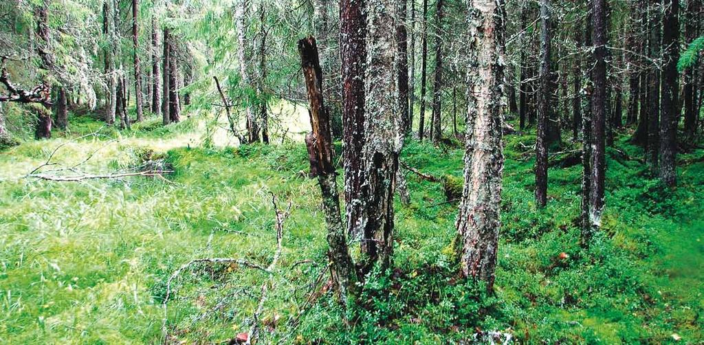 METSO-ohjelma Kuukkelireviirin ydinalueilla metsänomistajan kannattaa selvittää vapaaehtoisen luonnonarvojen säilyttämisen ja lisäämisen vaihtoehtoja, kuten suojelualueen perustamista tai