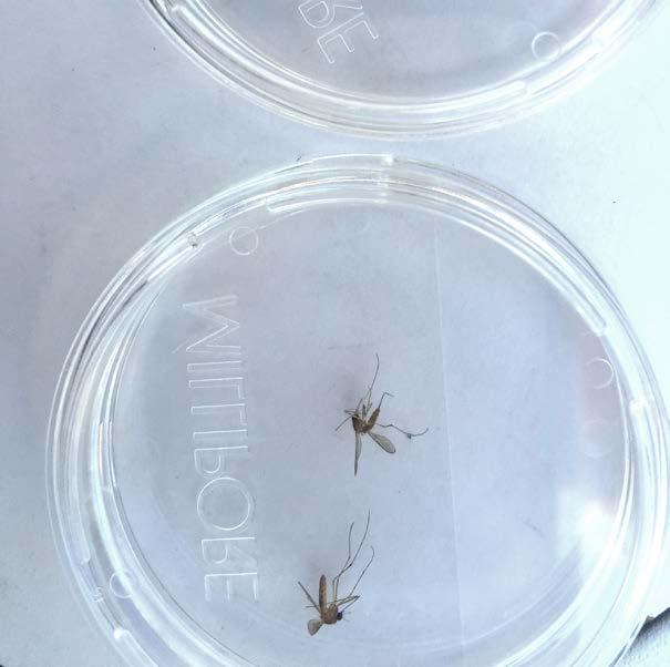 Aedes-hyttysiä Alhaalla: Ines