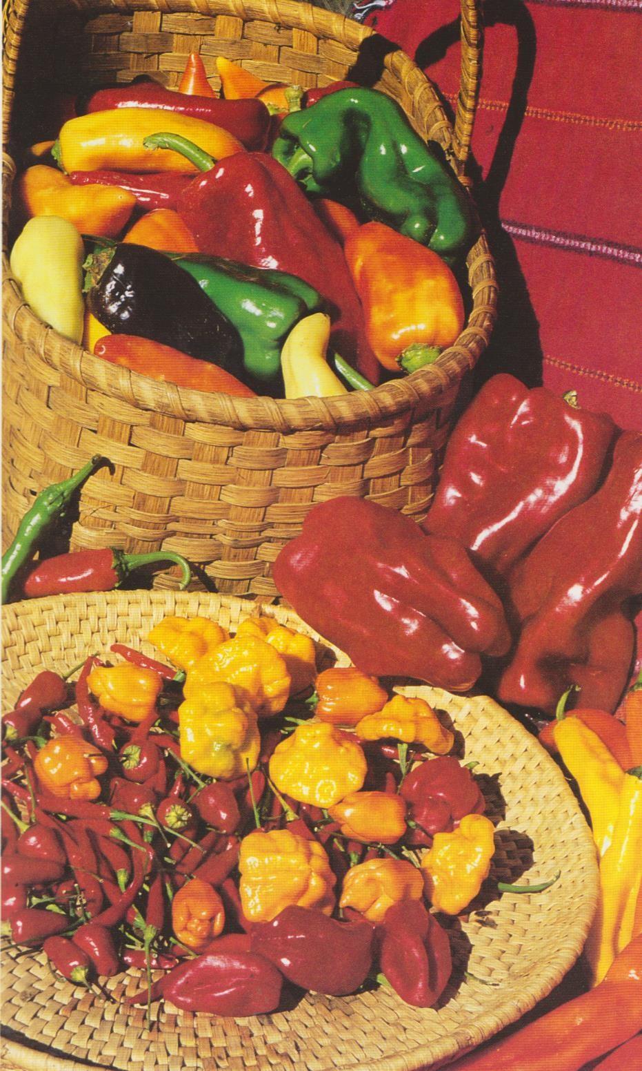 PAPRIKA NYT ON MUOTI!