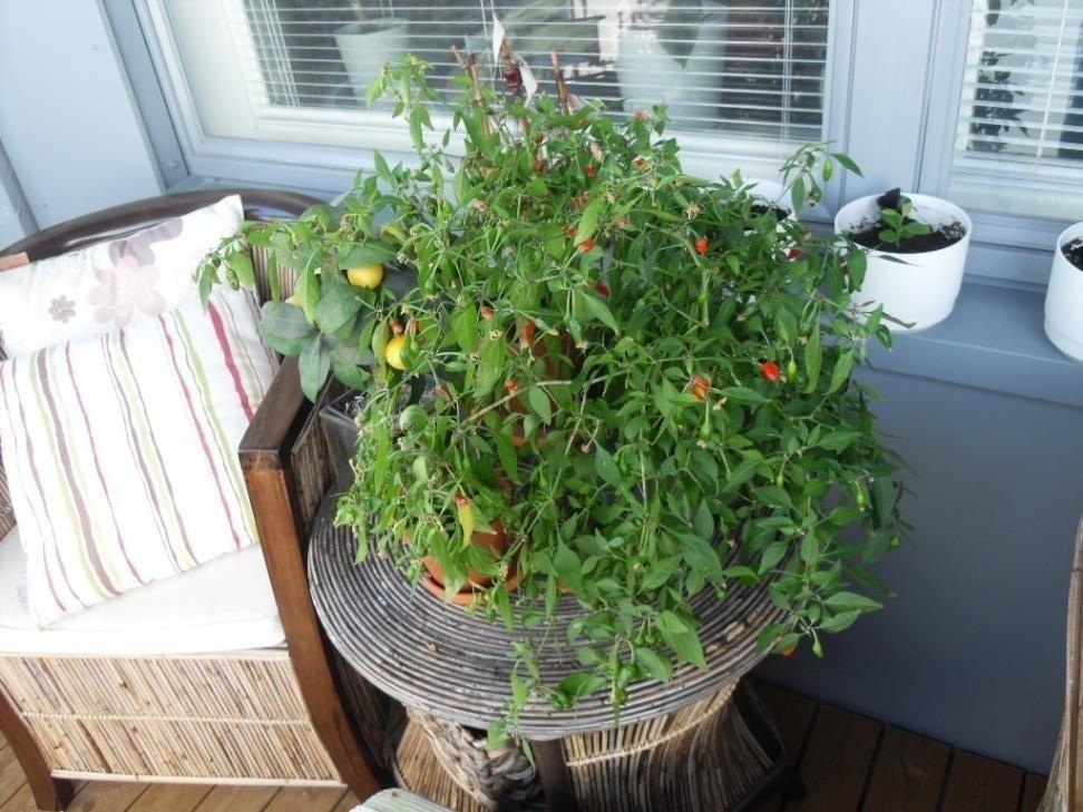 Chilipaprika parvekkeella.