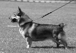 topline. Well angulated both ends. Exc. body proportions, ribs, loin. Very nice body development. Sound & powerful mover. VAL ERI1 SA PN3 CACIB 24 4.8.2012 Kuopio EN, Bo Skalin (SE) Trevlig tik.
