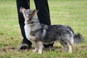 VET ERI2 SA PN4 32 FENNICAN BALANTAIKA narttu FIN23800/04 TÖ (Applepaw's Whirly Winston Fennican Espe Espaniola) 16.