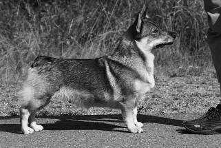 Very sound mover. Exc. specimen of breed. VET ERI1 SA PN1 ROP ROPVET 4.8.2012 Kuopio EN, Bo Skalin (SE) Härlig veteran. Vackert feminint huvud. Lite stora ögon. Vacker hals. Välvinklad fram och bak.