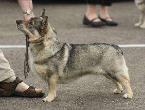 Trevligt huvud med rätt stora runda ögon. Utm hals o överlinje. Vacker konstruktion fram o bak. Rör sig utm. En hund av kvalitet.