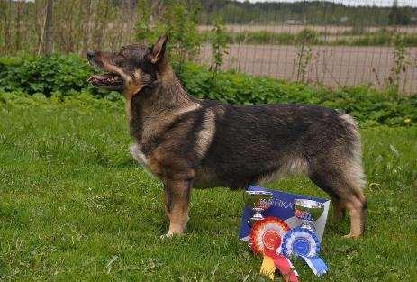 Karva ei parhaimmillaan. Hyvät värimerkit. Miellyttävä käytös. Liikkuu muuten hyvin, hieman lyhyt etuaskel. AVO ERI1 SA PU3 VARASERT 4.8.2012 Kuopio EN, Bo Skalin (SE) Trevlig temperament. Bra huvud.