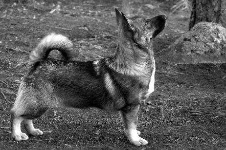 4.8.2012 Kuopio KV, Göran Bodegård (SE) Tilltalande mask. hund. Bra huvud. Fina prop. Rätt bra front. Utm bakställ. Utm rörelser. En hund med fin kvalitet. Vacker färg o päls.