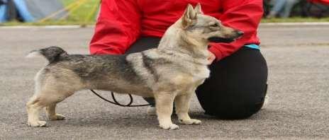 Unhealthy movement especially behind. Good coat. Enough markings. JUN T painuvat pihtiin ja takaliikkeet kovin ahtaat ja voimattomat. Erinom. karva. JUN H 72 13.5.
