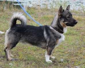 Sopiva luusto. Lupaava urosmainen pää. Hyvät kallon ja kuonon linjat. Tällä hetkellä pää näyttää kookkaalta suhteessa rungon vahvuuteen. Hyväasentoiset korvat. Keskiruskeat silmät. Kevyt kuono-osa.